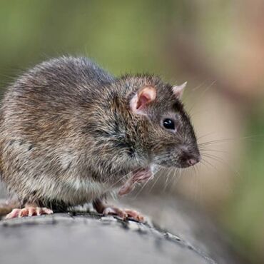 rodent-pest-image.v1