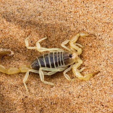 scorpion