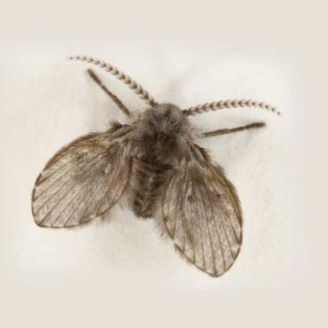 drain-fly